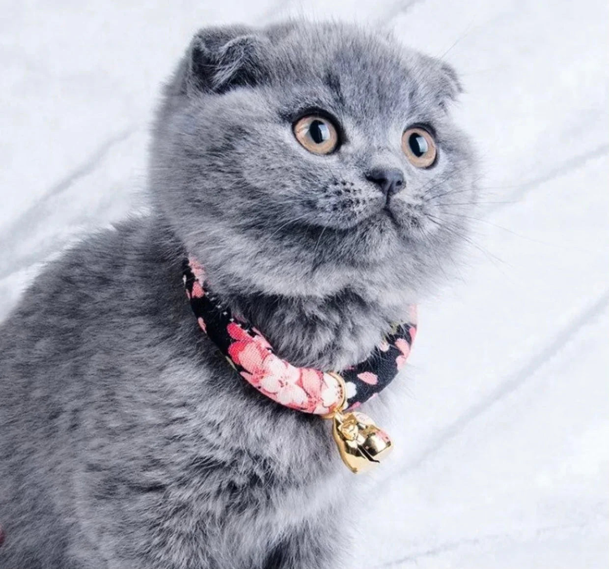 Gray cat wearing a floral pet collar with a small gold bell, pet supplies product