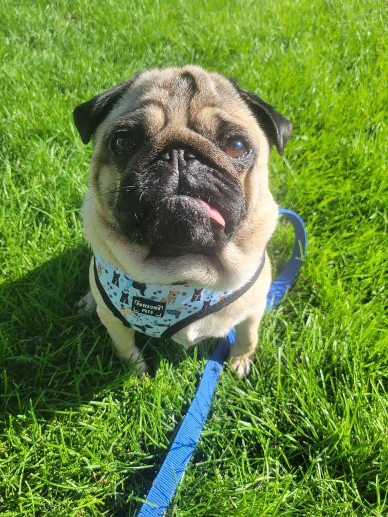 Dapper Doggy Adjustable Dog Harness