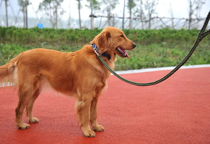 Nylon Dog Training Leash
