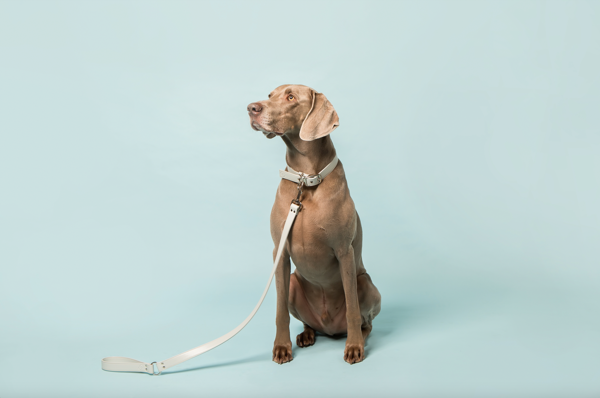 Ice blue apple leather lead