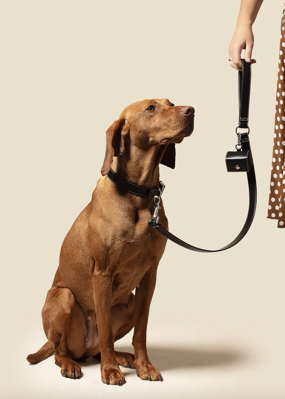 Brown dog wearing black collar and leash, sitting next to person in polka dot skirt