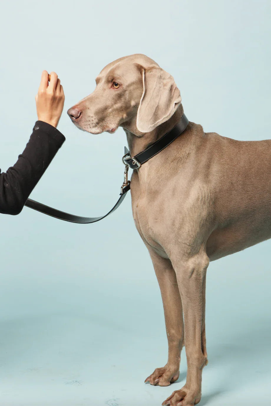 Large dog with short gray coat wearing a black leather collar and leash, being trained with a treat.